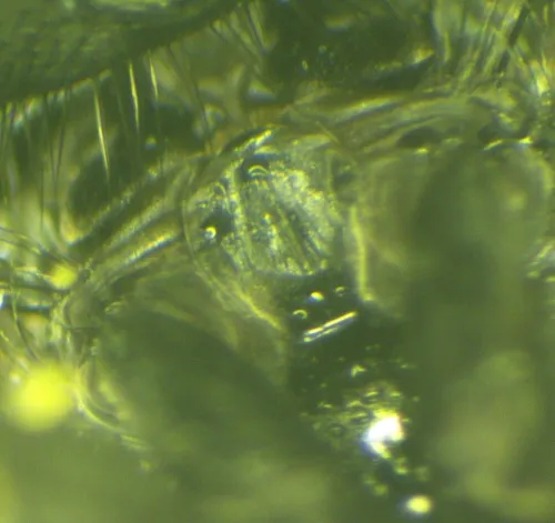 Morellia aenescens - photo 6