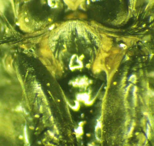 Morellia aenescens - photo 7
