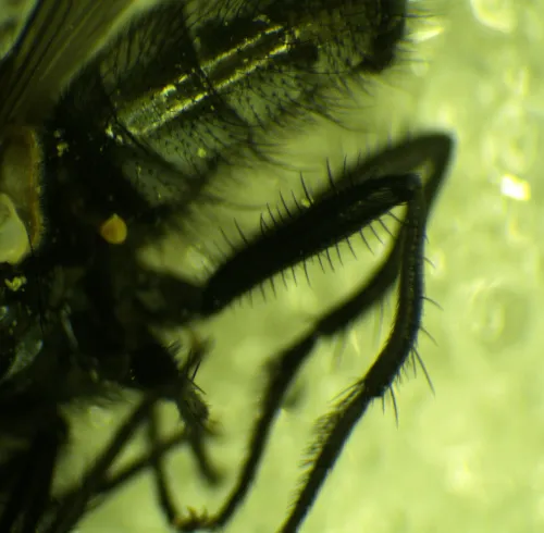 Morellia aenescens - photo 8