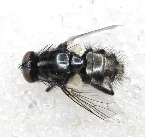 Morellia hortorum