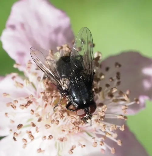 Morellia hortorum - photo 2
