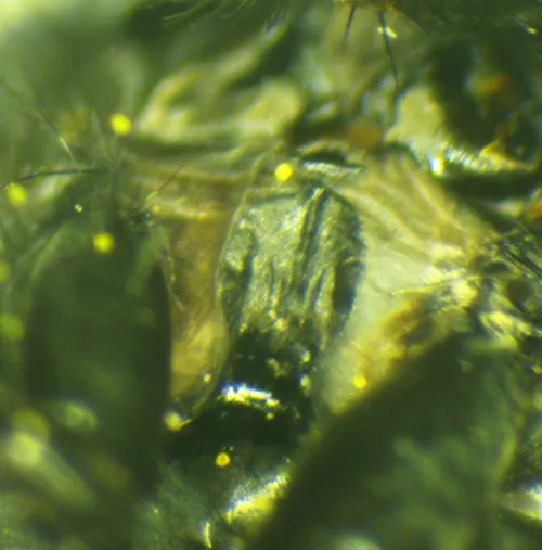 Morellia hortorum - photo 4