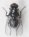 Morellia micans