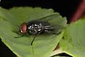 Morellia podagrica