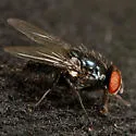 Morellia podagrica - photo 2
