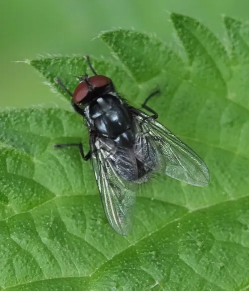 Morellia simplex - photo 2