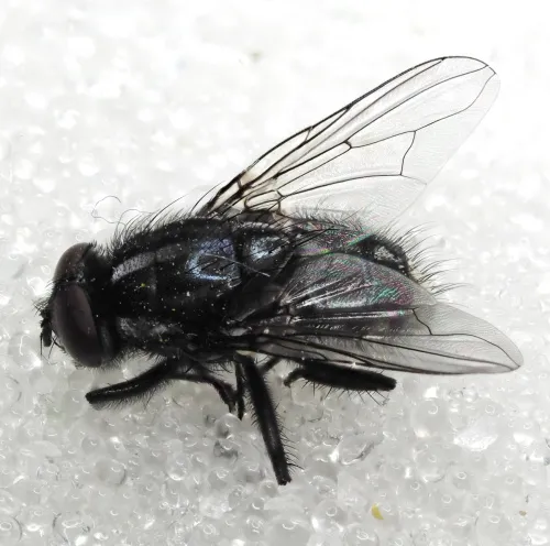 Morellia simplex - photo 3