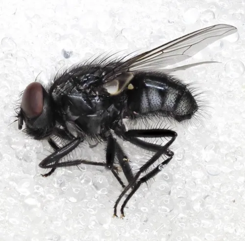 Morellia simplex - photo 4
