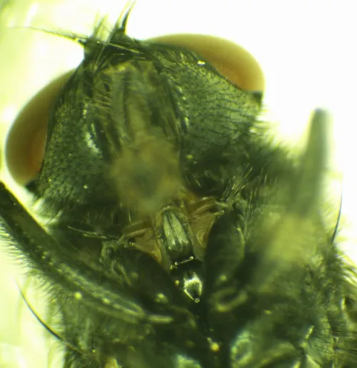 Morellia simplex - photo 5