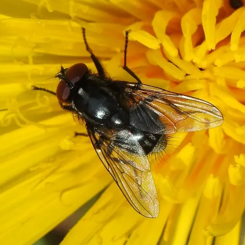 Morellia simplex - photo 6