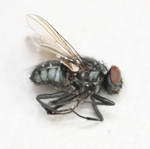 Morellia simplex - photo 7