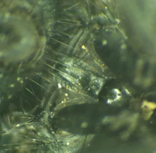 Morellia simplex - photo 8