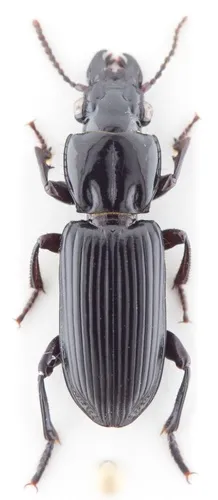 Morion monilicornis