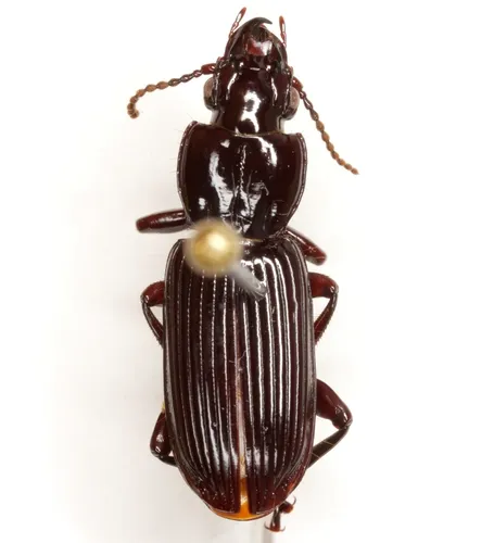 Morion monilicornis - photo 2