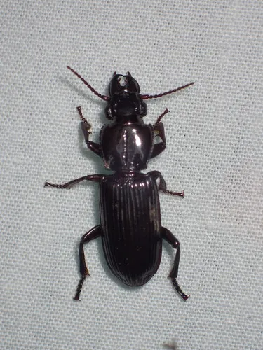 Morion monilicornis - photo 3