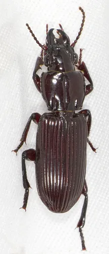 Morion monilicornis - photo 4