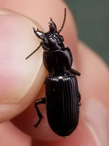 Morion monilicornis - photo 5