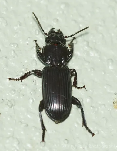 Morion monilicornis - photo 6