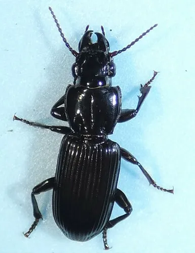 Morion monilicornis - photo 7