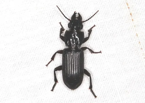 Morion monilicornis - photo 8