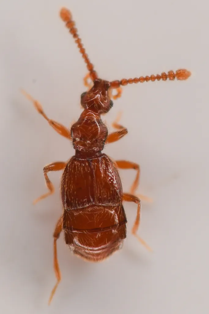 Morius occidens - photo 2
