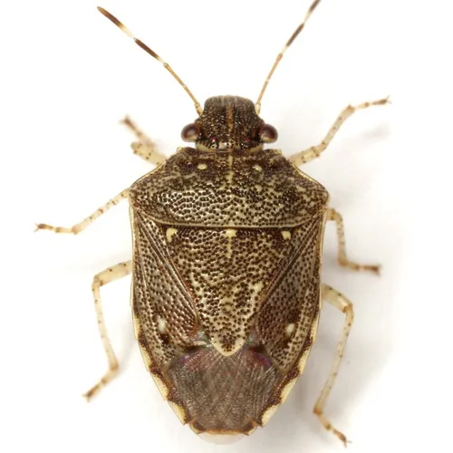 Mormidea cubrosa