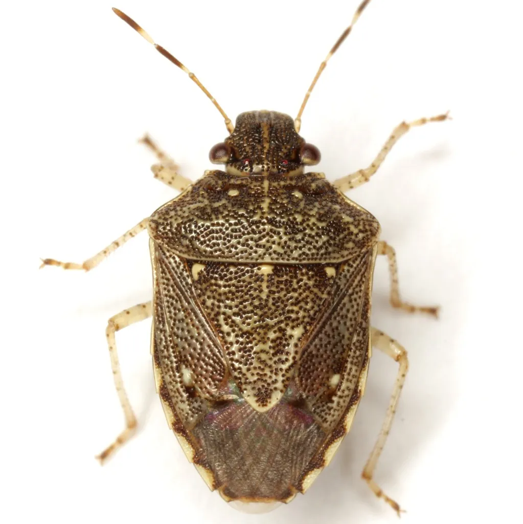 Mormidea cubrosa - photo 2