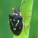 Mormidea pama
