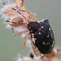 Mormidea pama - photo 3
