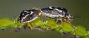 Mormidea pama - photo 4