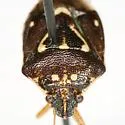 Mormidea pictiventris