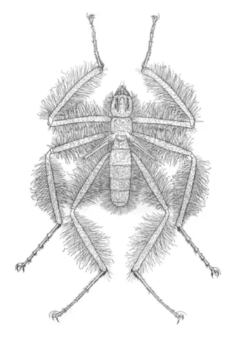 Frightful Hairy Flies - Mormotomyiidae