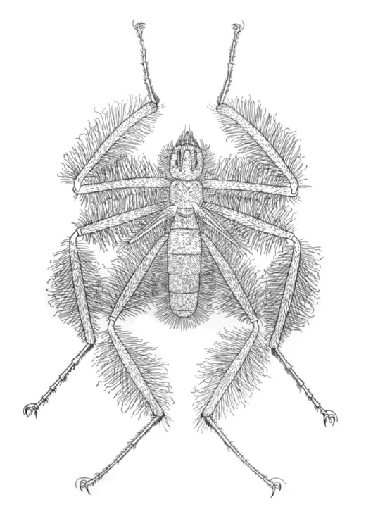 Frightful Hairy Flies - photo 3
