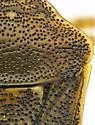 Moromorpha tetra - photo 3