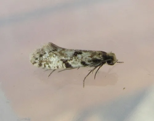 Morophaga choragella