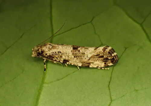 Morophaga choragella - photo 2