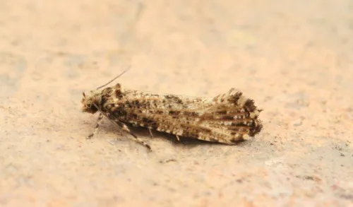 Morophaga choragella - photo 3