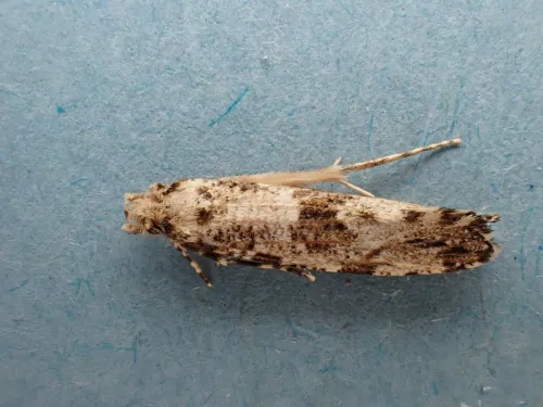 Morophaga choragella - photo 4