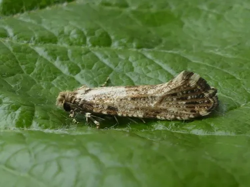 Morophaga choragella - photo 5