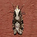 Morophagoides burkerella - Hodges#0314