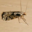 Morophagoides burkerella - Hodges#0314 - photo 2