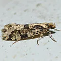 Morophagoides burkerella - Hodges#0314 - photo 3