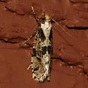 Morophagoides burkerella - Hodges#0314 - photo 4