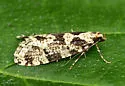 Morophagoides burkerella - Hodges#0314 - photo 5