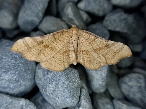 Muehlenbeckia Stem Gall Moth
