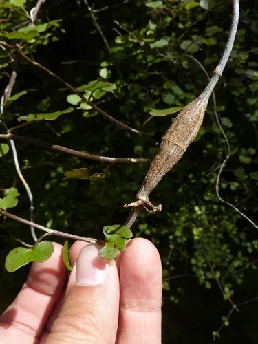 Muehlenbeckia Stem Gall Moth - photo 4