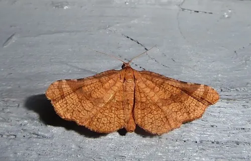 Muehlenbeckia Stem Gall Moth - photo 8