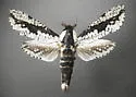 Morpheis clenchi - Hodges#2700.1