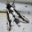 Morpheis clenchi - Hodges#2700.1 - photo 2