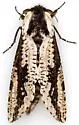 Morpheis clenchi - Hodges#2700.1 - photo 3